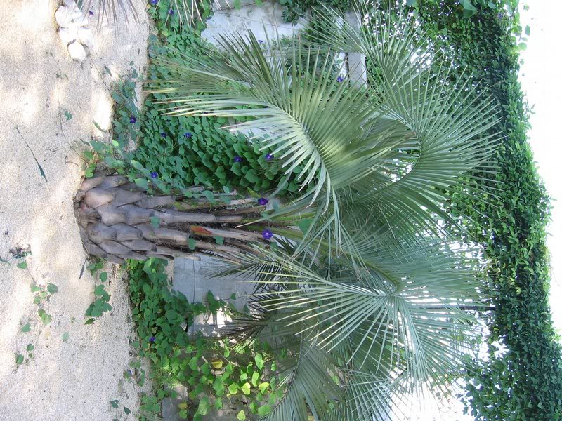 butia yatay