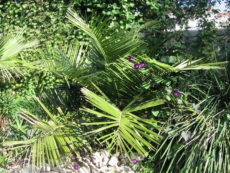 jubaea chiliensis