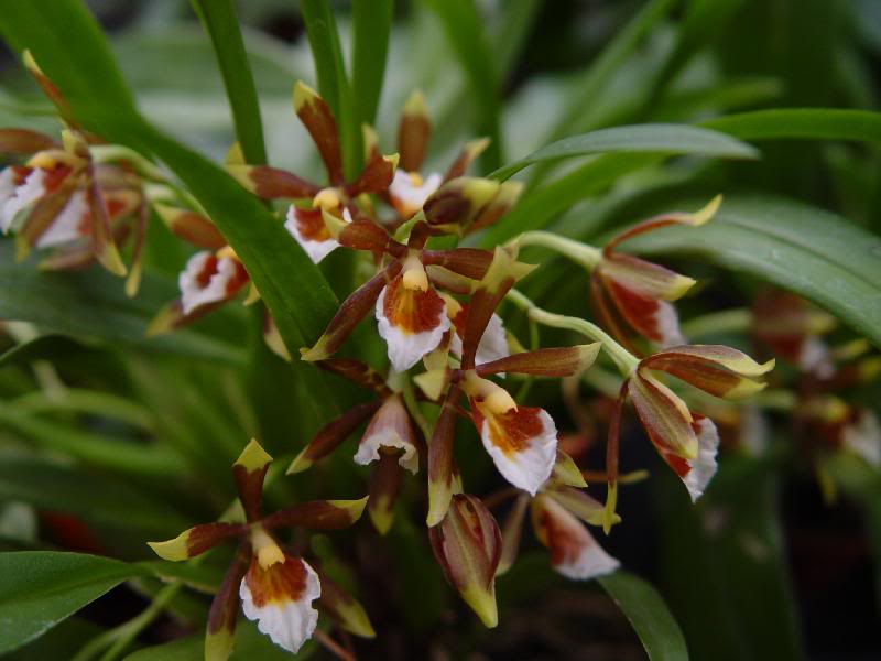 Cischweinfia pusilla