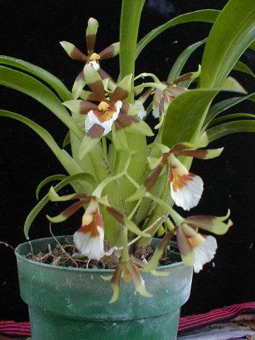 Cischweinfia sheehanae