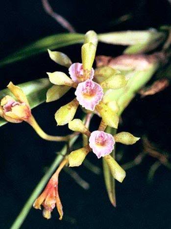 cischweinfia rostrata