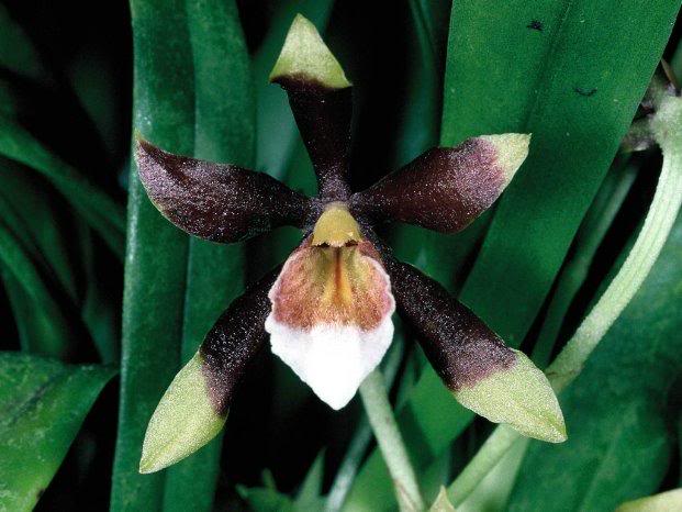 cischweinfia sheehanae