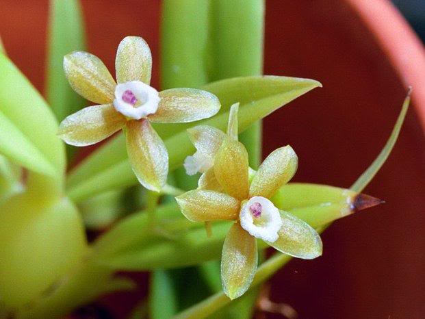 cischweinfia suarezii