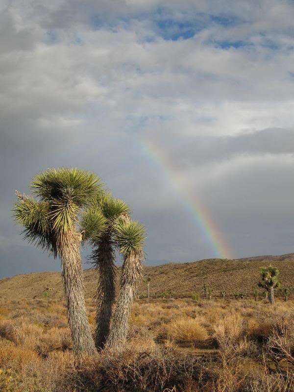 Joshua tree and rainbow