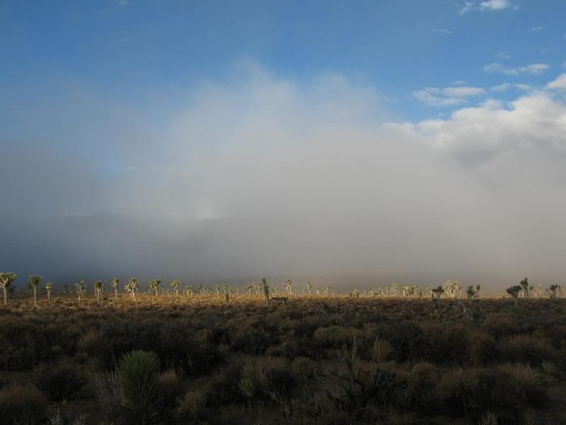 Sun on Joshua trees. I drove out to find Tomcat, he h...