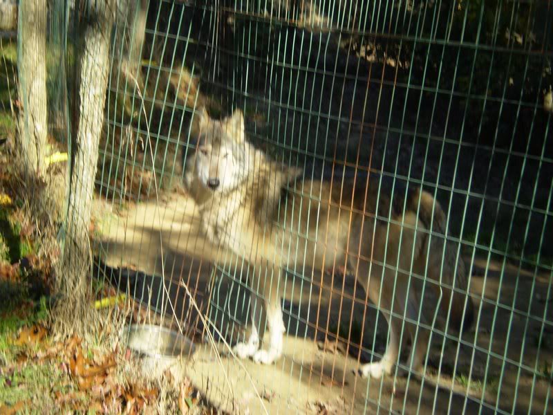 A Wolf at the Zoo