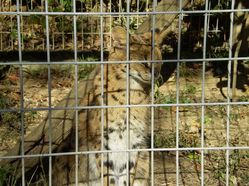 More animals at the zoo