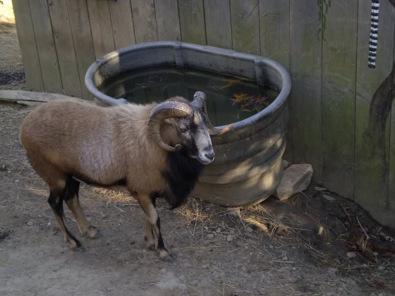 So that's why UNC's Mascot is a Ram, it belongs in the ...