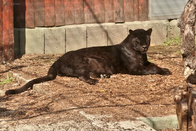 Black panther - Pantera negra 2