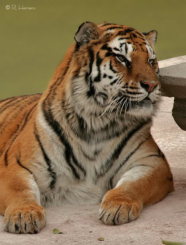 Tiger - Tigre de Bengala 2