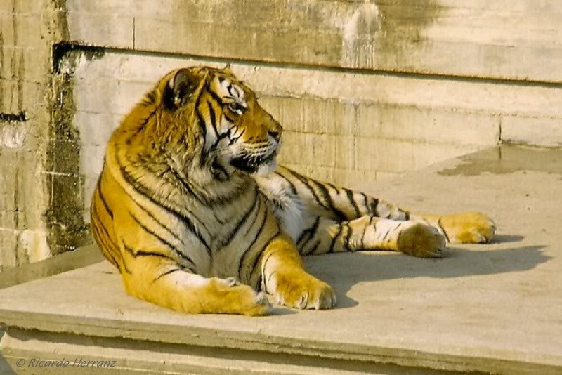 Tiger -Tigre de Bengala 5