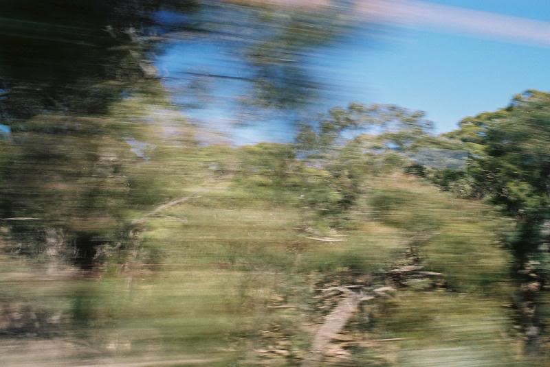 2006 10 19 010 Ironbark forrest