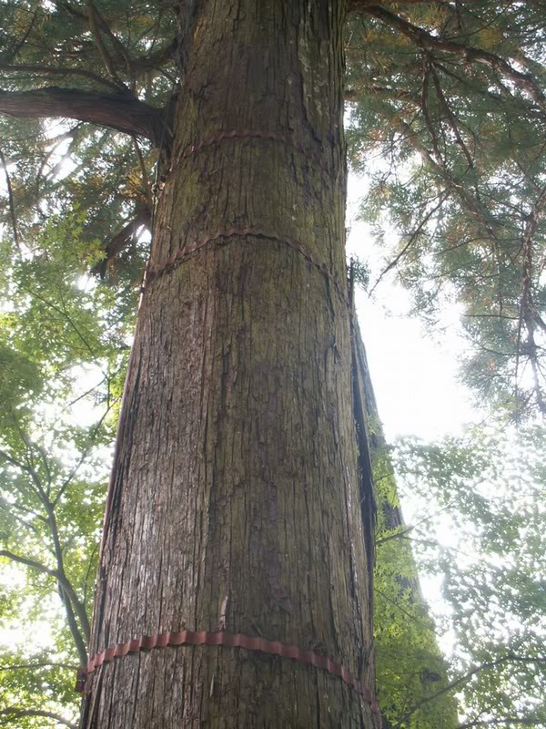 05.Japan cedar big tree