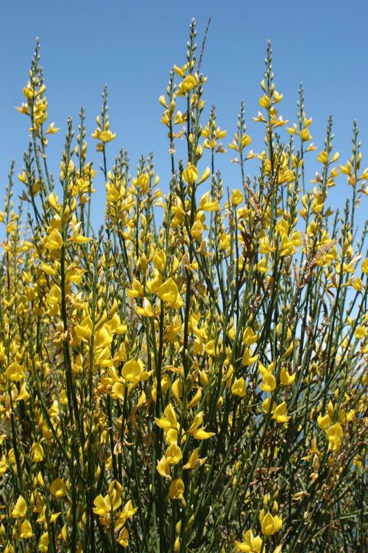 Flores, Lago Titicaca, Bolivia