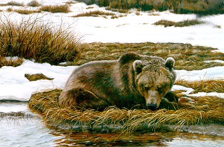 Bear - anticipation1