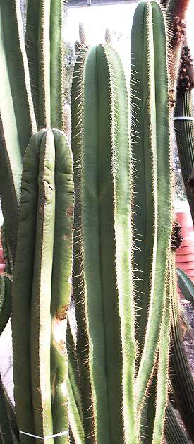 stenocereus-dum ortierii