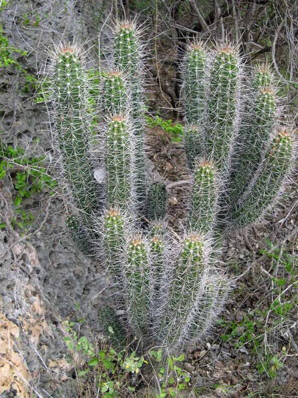 stenocereus-fim briatus