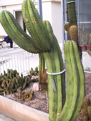 stenocereus_eic hlami