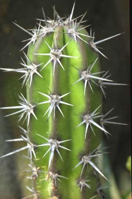 stenocereus_gum mosus