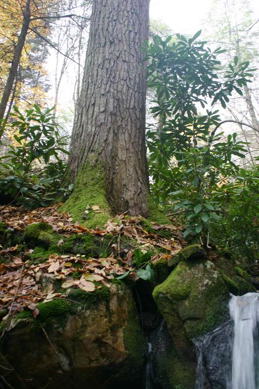 Big Hemlock Over War Spur(small