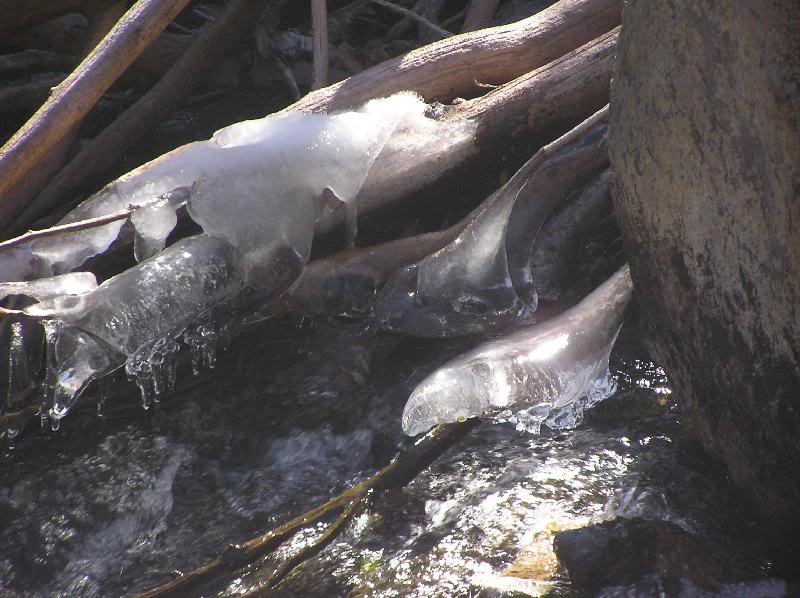 Stream is starting to freeze