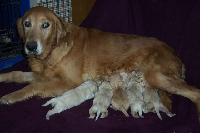 Velcro's new puppies