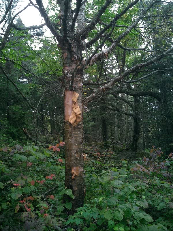 a tree with character