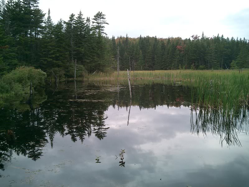 quietly waiting for wildlife...