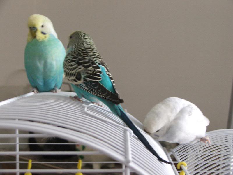 i tre furbastri sulla gabbia dei canarini