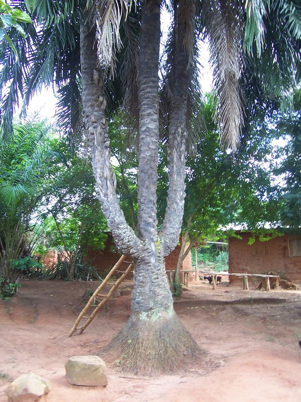 three headed palm tree