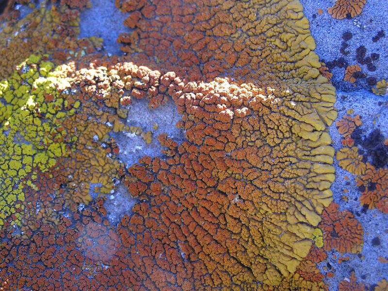 lichen