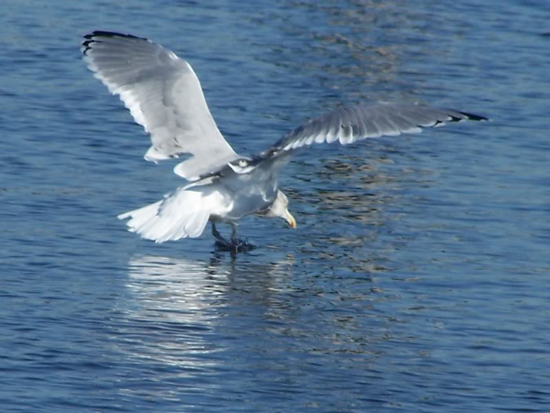 The Seagull has Landed