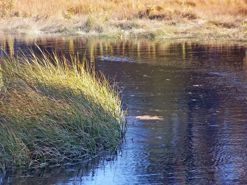 Tidal Grass, Kennebunkport, Maine