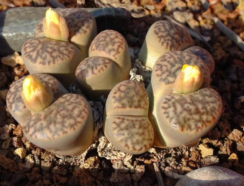 02 Lithops 09