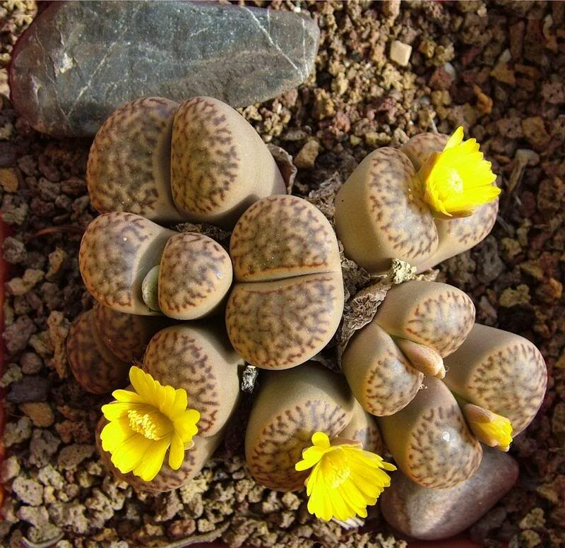 06 Lithops 09