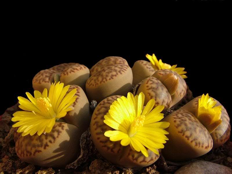 08 Lithops 09