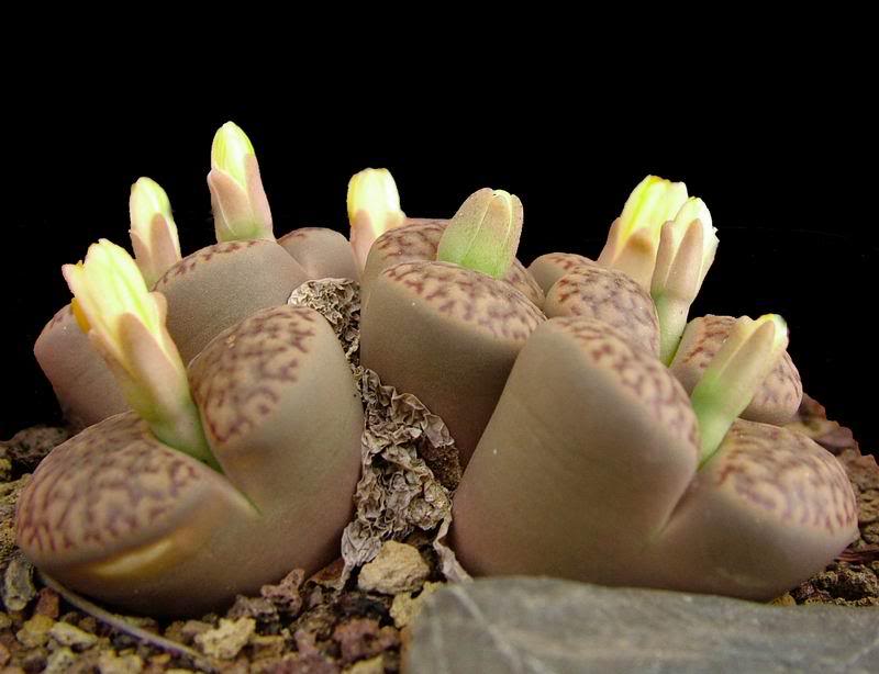09 Lithops 09