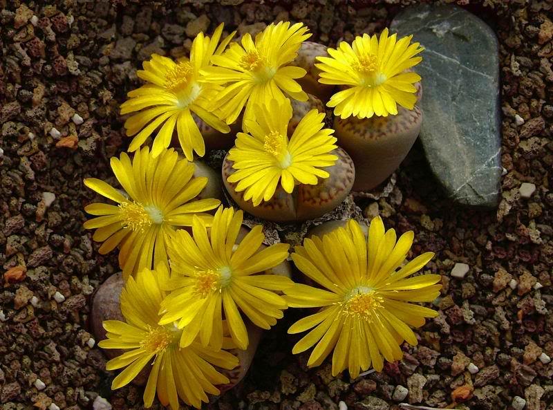 10 Lithops 09