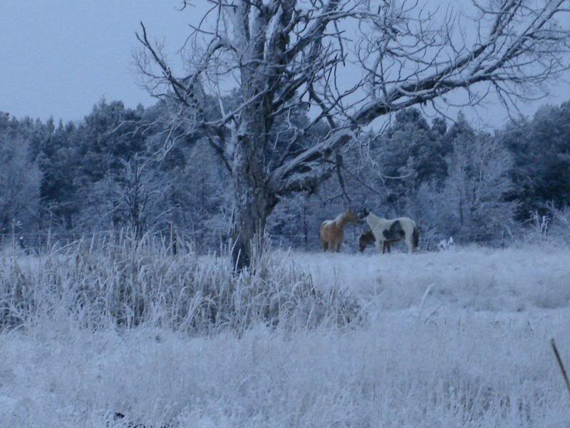 Horses In the Snow