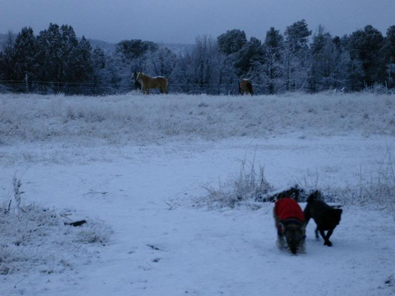 Horses & The Snow Dogs
