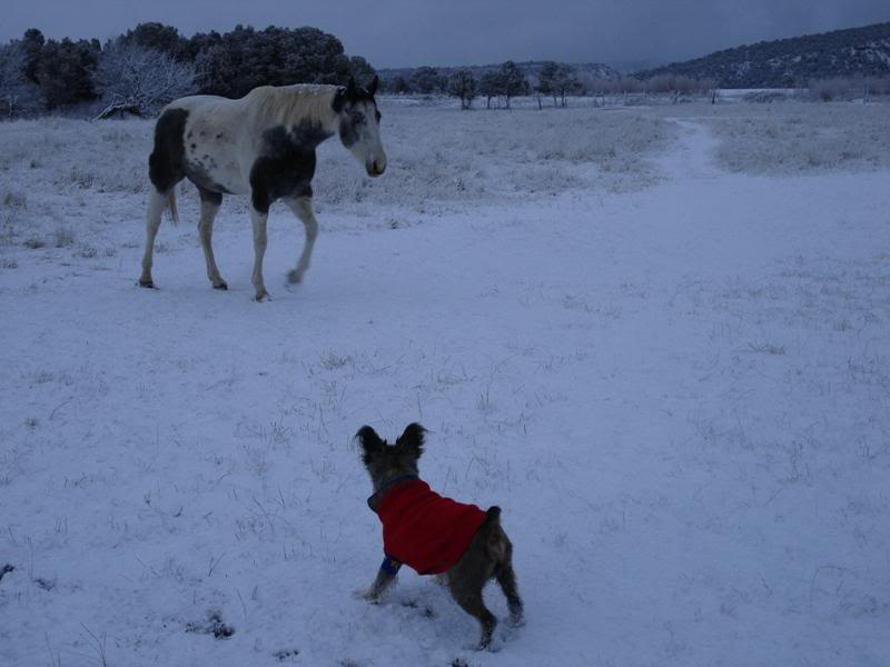 Ruff bringing in Doquoti