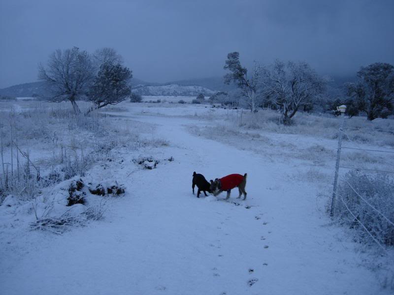 Sadie & Ruff
Checking out snow-covered horseshit