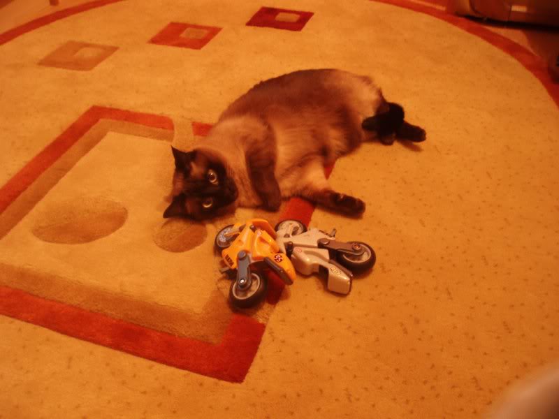 si tzutzu savureaza cadourile lui tudor