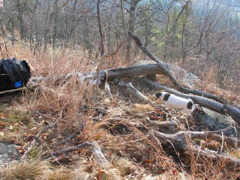 Dino and Trixie (The Jack Russells)