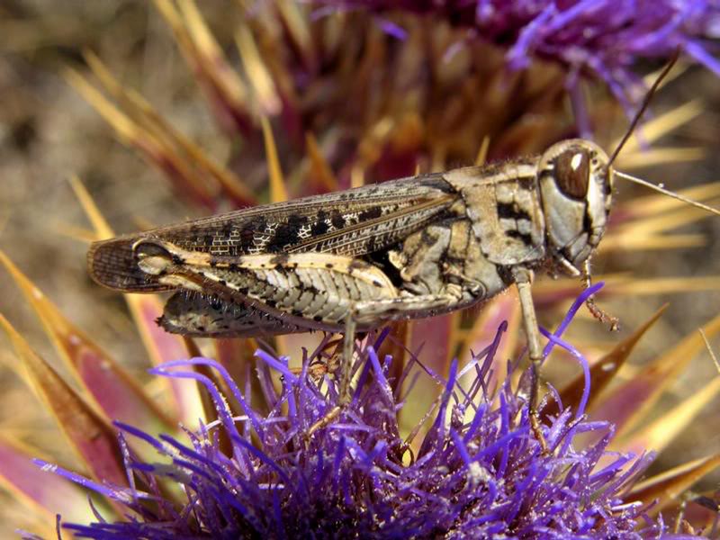 Canarian grasshopper in the sun..