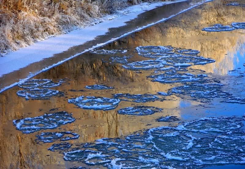 Reflections of wintertrees in a freezing river