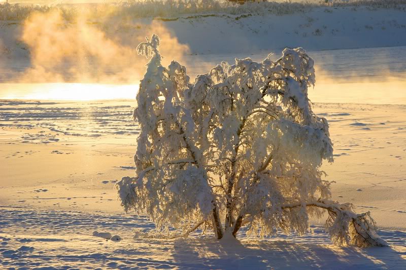 Wintertree in Octoberlight..