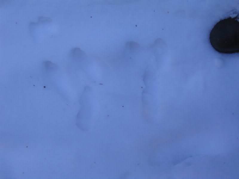 Snowshoe Hare?