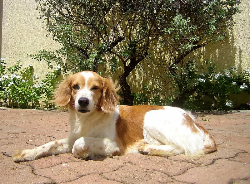 Bahia de Plata - somone's dog