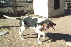 half brother of jess